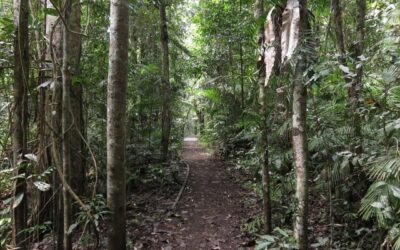 The Best Walking Tracks & Lookouts in the Atherton Tablelands