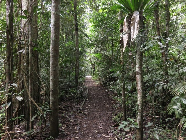 Rain forest walk around Lake Barrine
