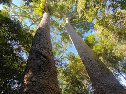 Twin Kauri at lake Barrine