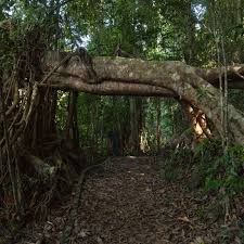 A romantic setting on the rainforest walk around lake Barrine