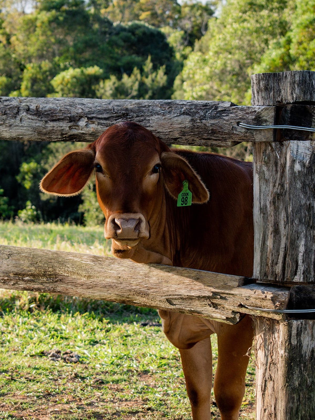 Cattle at Hitching Rail Retreat