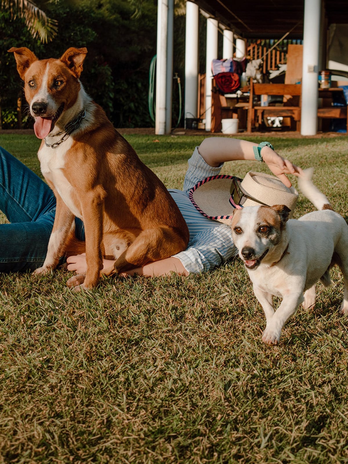 Dogs at Hitching Rail Retreat
