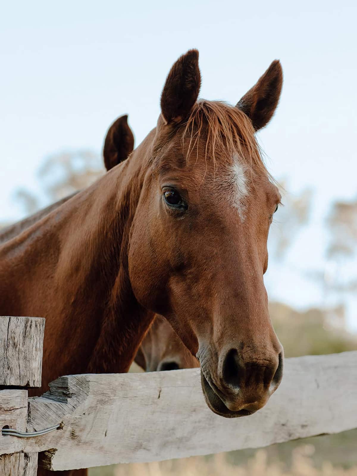 Horses at Hitching Rail Retreat