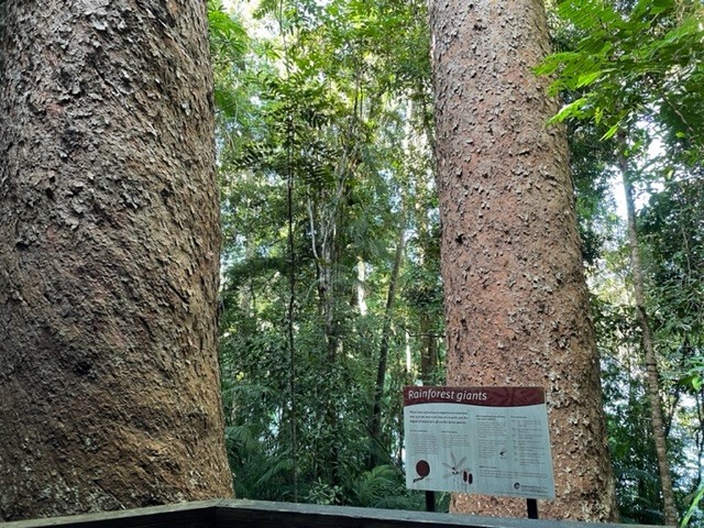 2 very large kauri trees at lake barrine