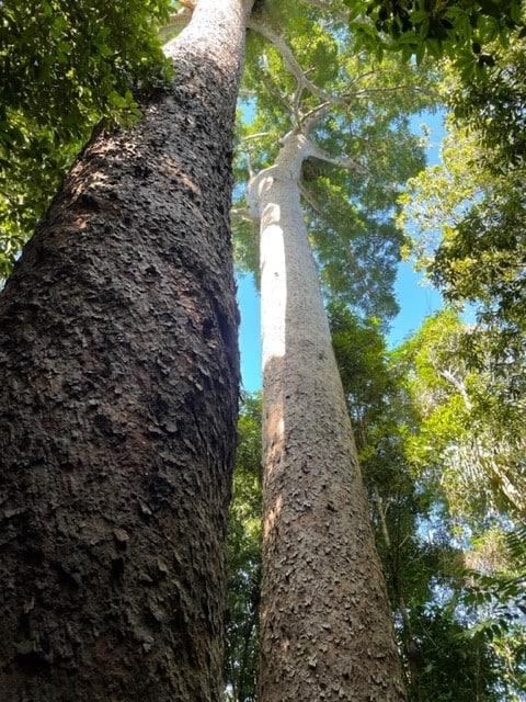 2 massive kauri trees at lake barrine