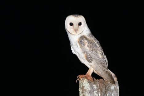 an owl spotted in the dark on wildlife tour at dark