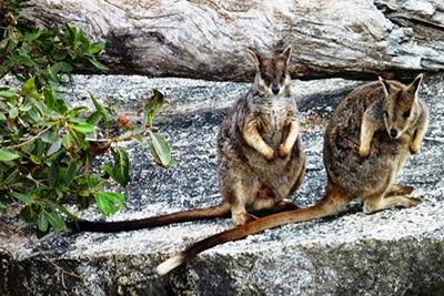 Super cute rock wallabies at Grantie Gorge