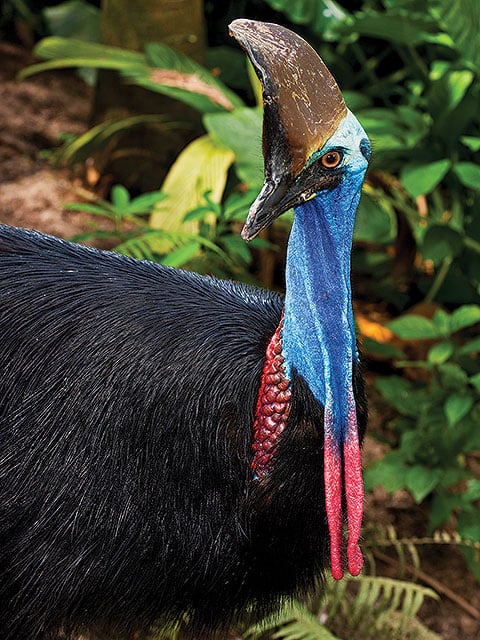 Cassowary at Kuranda birdworld